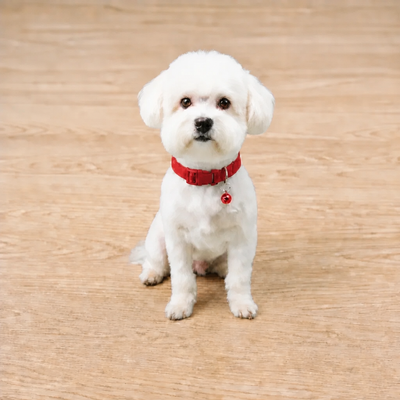 Royal Puppy Plain Collar with Bell