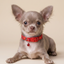 Royal Puppy Patterned Collar with Bell – Adjustable Soft Pet Collar