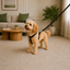 Small Harness with Leash