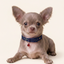 Royal Puppy Patterned Collar with Bell – Adjustable Soft Pet Collar