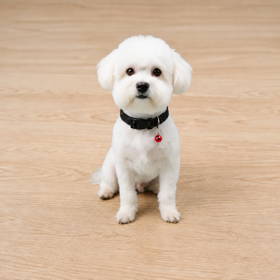 Royal Puppy Plain Collar with Bell