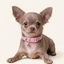 Royal Puppy Patterned Collar with Bell – Adjustable Soft Pet Collar