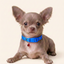 Royal Puppy Patterned Collar with Bell – Adjustable Soft Pet Collar