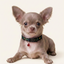 Royal Puppy Patterned Collar with Bell – Adjustable Soft Pet Collar