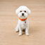 Royal Puppy Plain Collar with Bell