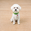 Royal Puppy Plain Collar with Bell