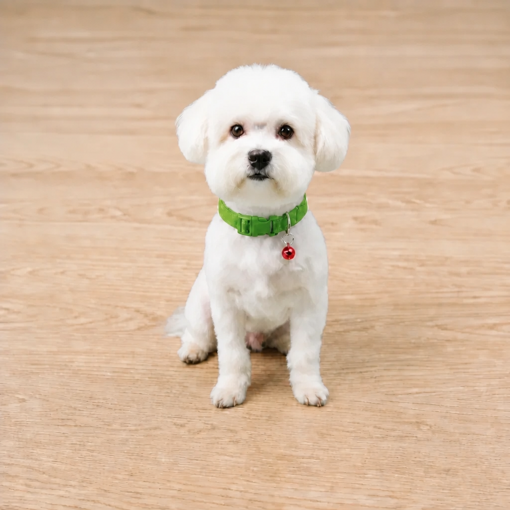 Royal Puppy Plain Collar with Bell
