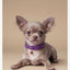 Royal Puppy Patterned Collar with Bell – Adjustable Soft Pet Collar